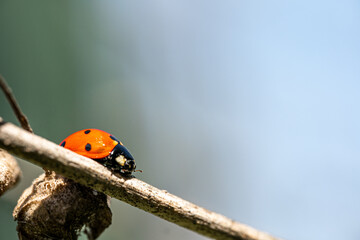 Ladybug sitting on a branch of a plant