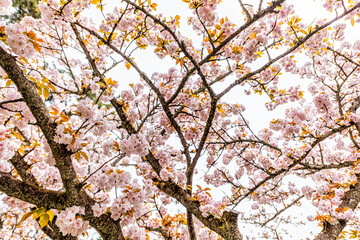Fototapeta premium Kyoto Japan in spring low angle view looking up at sky on sakura cherry blossom petals flowers on tree on cloudy day