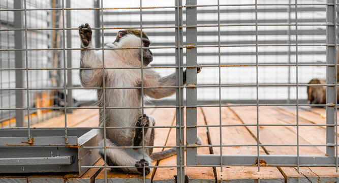 The monkey is kept in a cage