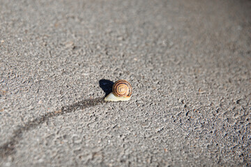 The evidence is crawling on the asphalt, leaving a wet trail