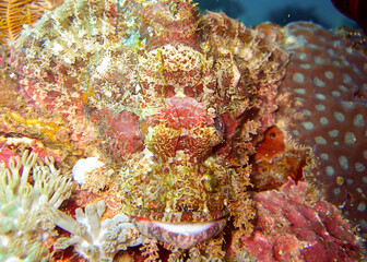 Tasseled Scorpion fish (Scorpaenopsis Oxycephala) in the filipino sea 5.2.2012