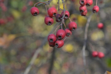Vosen ship on a beautiful background