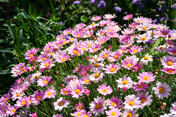 Group of pink anthems blooming in June.