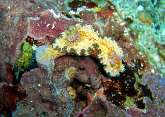 Fototapeta na wymiar Seaslug or Nudibranch (Glossodoris Cincta) in the filipino sea 21.2.2012