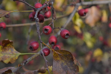 Vosen ship on a beautiful background