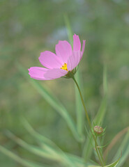 Obraz premium blossom flower in the garden