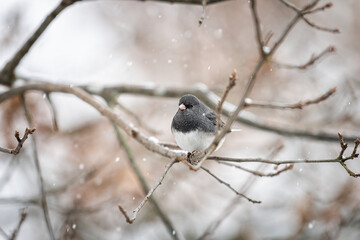Dark-eyed junco small bird perched closeup sitting perching on tree during winter snow in Virginia puffed up in cold with cute pink beak