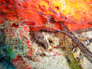 Obraz na płótnie Canvas Anemone Shrimp in the filipino sea 13.1.2012