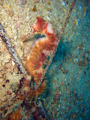 Obraz na płótnie Canvas Seahorse in the filipino sea 18.10.2011