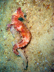 Obraz na płótnie Canvas Seahorse in the filipino sea 24.10.2011