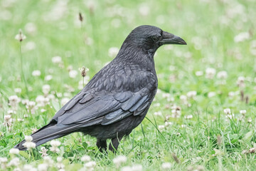 Krähe auf der Wiese