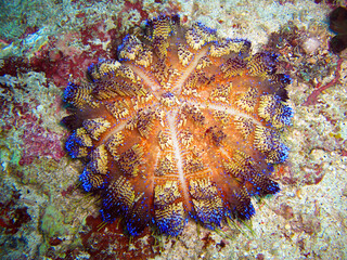 Sea Urchin in the filipino sea 27.11.2011