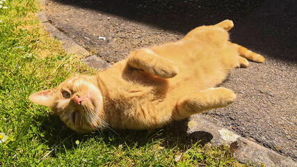 Red cat lying on its back, asking for hugs