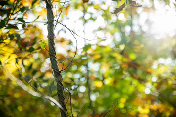 Magnificent close-up on a liana, in the middle of the woods, in autumn, with its multicolored foliage, at sunset, against the day