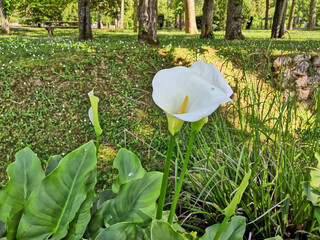Pretty corner of the park colonized by splendid Arums, a majestic white funnel-shaped flower with...