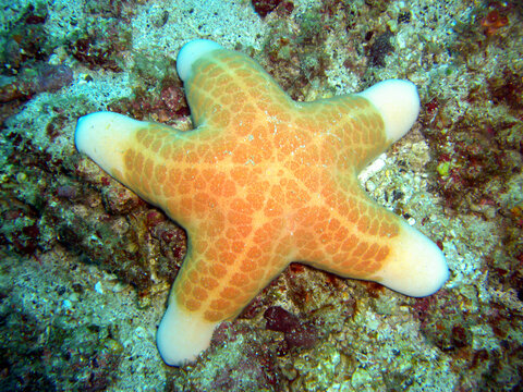 Granular sea star (Choriaster Granulatus) in the filipino sea 4.2.2012