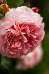 rose of the Afternoon Delight variety. German selection. Pink-apricot colored rose with an old-fashioned flower
