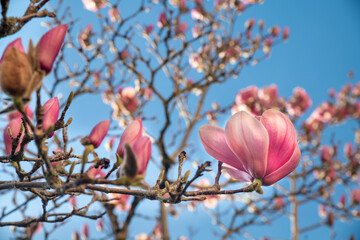 Magnolia blooming in spring. Beautiful large pink and white flowers and blue sky