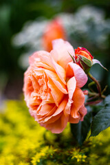 rose of the Belveder variety. German Tantau selection. Rose with an old-fashioned flower