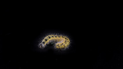 Yellow and black caterpillar, called 