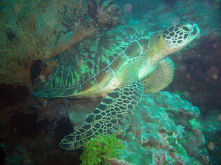 Obraz premium Sea Turtle (Chelonia) in the filipino sea 5.2.2012