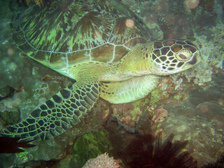 Sea Turtle (Chelonia) in the filipino sea 5.2.2012