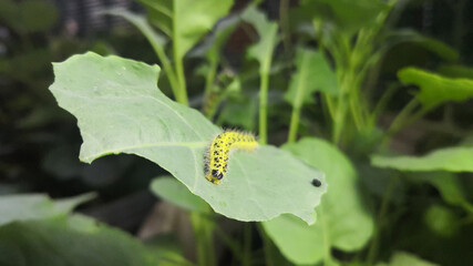 Yellow and black caterpillar, called 