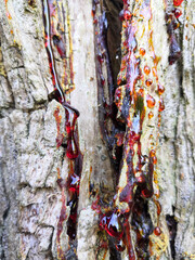 Close-up of the bark of a tree whose intense red sap is flowing