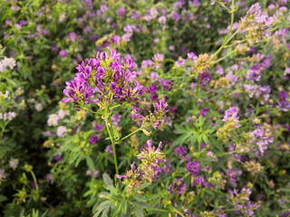 Close-up of blooming alfalfa, its pretty pink, purple petals and stems dotted with small green leaves