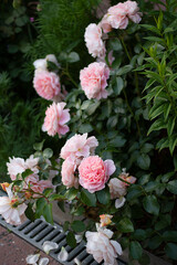 rose of the Afternoon Delight variety. A profusely summer flowering bush.