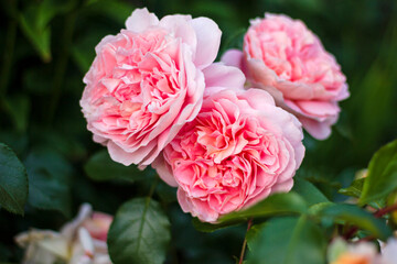 rose of the Afternoon Delight variety. German selection. Pink-apricot colored rose with an old-fashioned flower.