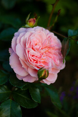 rose of the Afternoon Delight variety. German selection. Pink-apricot colored rose with an old-fashioned flower.