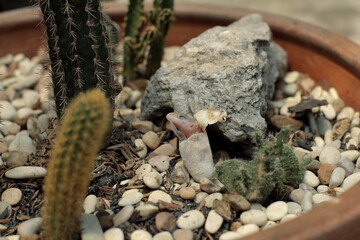 The leopard gecko egg is hatching and the baby's head is showing
