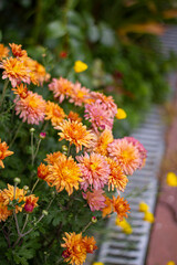 Sunny korean chrysanthemum in the summer Garden. Outdoore photo. Yellow, orange and pink flowers