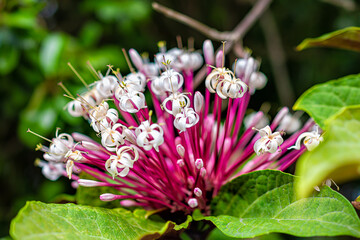 Macro closeup of clerodendrum quadriloculare blanco lamiaceae philippine glorybower flowers with...