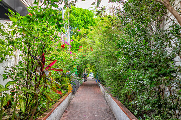 Narrow alley sidewalk with side home residential house tropical garden park with colorful green foliage in Key West, Florida