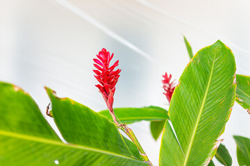Closeup of red ginger plant alpinia purpurata zingiberaceae in tropical garden park in Key West,...