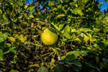 Closeup of local farm with one unripe green and yellow skin orange hanging on grove tree branch, farming citrus in Naples of Southwest Florida