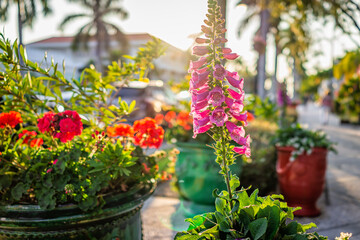 Downtown street sidewalk path at sunset in Naples, Florida with closeup of tropical potted foxglove...