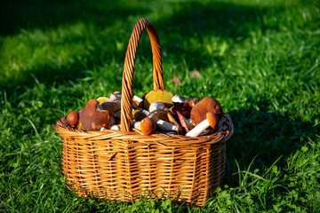 A wicker basket full of mushrooms stands on the green grass.