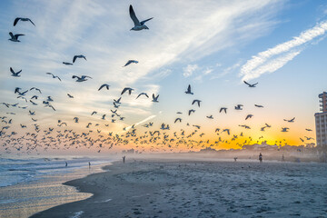Colorful sunset at Myrtle Beach city by Atlantic ocean with people, many flocks of seagulls in flight flying near shore coast by condo apartment buildings in South Carolina resort town - Powered by Adobe