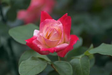 Hybrid tea rose Laetitia Casta with large flowers, strong long stems, dark green, semi-glossy foliage, a very fresh scent