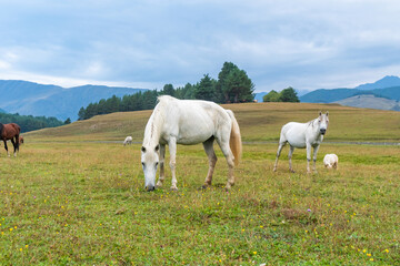 Obraz premium View of a grazing horses in the green mountains, Tusheti, Georgia