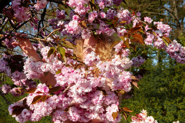 sensual portrait of a sexy, smiling mature best age redhead woman hidden behind pink flower tree blossoms in april, sakura, copy space.