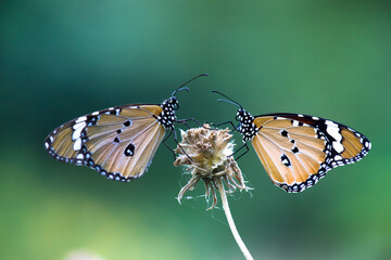Fototapeta na wymiar Danaus chrysippus, also known as the plain tiger, African queen, or African monarch, is a medium-sized butterfly widespread in Asia, Australia and Africa. It belongs to the Danainae subfamily of the 
