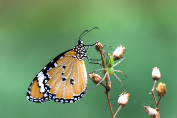 Obraz na płótnie Canvas Danaus chrysippus, also known as the plain tiger, African queen, or African monarch, is a medium-sized butterfly widespread in Asia, Australia and Africa. It belongs to the Danainae subfamily of the 
