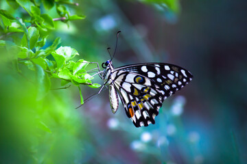 Papilio demoleus is a common and widespread swallowtail butterfly. The butterfly is also known as the lime butterfly, lemon butterfly, lime swallowtail, and chequered swallowtail. These common names 