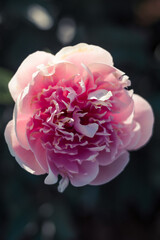 Pink peony