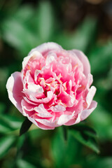 Pink peony in garden