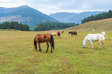 Fototapeta na wymiar View of a grazing horses in the green mountains, Tusheti, Georgia